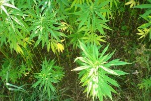 Hemp production